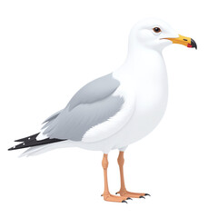 Obraz premium Seagull standing alone on white background for advertising campaigns, business presentation backdrops, and corporate branding materials with copy space for text
