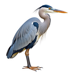 Obraz premium Majestic heron standing isolated on white background for marketing campaigns, advertising, and corporate branding with copy space for text, ideal for website hero image, UI mockup