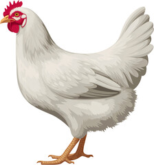 Fototapeta premium Proud White Chicken Displaying Vibrant Red Features