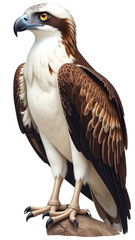 Obraz premium Detailed Osprey Clipart, isolated on a white background.