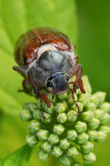 Vertical closeup on a Doodlebug or Maybeetle , Melolontha melolontha against a green background