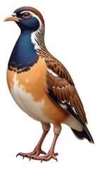 Detailed Quail Clipart, isolated on a white background.