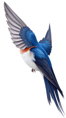 Fototapeta premium Detailed Swallow Clipart, isolated on a white background.