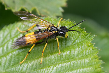 Closeup on a colorful black and yellow colored Greater Girdled Sawfly, Tenthredo maculata