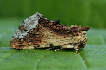 Closeup on the European maple prominent moth, Ptilodon cucullina