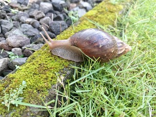 Giant African land snail. They are large, invasive terrestrial mollusks known for their substantial size and potential to cause significant damage to agricultural crops and other plant life
