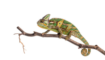 Chameleon on a dry branch floating on transparent background.