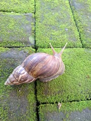 Giant African snail on mossy paving block. They have a distinctive conical shell, often light brown with alternating brown and cream bands. These snails can reach up to 20 cm in length