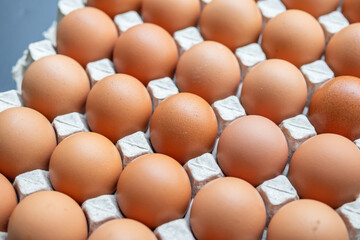 Fresh organic brown chicken eggs in cardboard tray