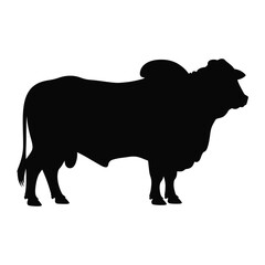 Black Silhouette of a Brahman Bull Standing Sideways