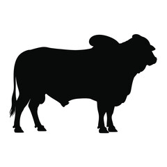 Black Silhouette of a Brahman Bull Standing Sideways