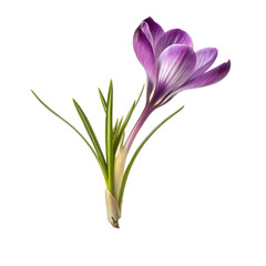 Fototapeta premium purple crocus flowers growing from soil isolated on background white