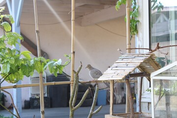 Morning visit to the birdhouse