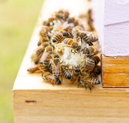 bees on a beehive