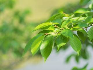 5月の森 輝く木の葉07