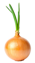 onion isolated on transparent background, png