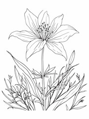 Flax Lily Elegant Line Drawing of Natural Beauty.eps