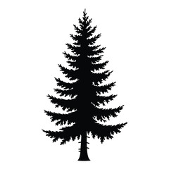 Black Silhouette of a Tall Evergreen Coniferous Tree