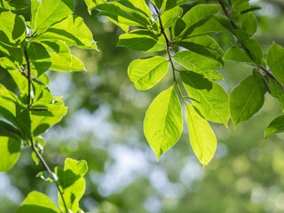 5月の森 輝く木の葉04