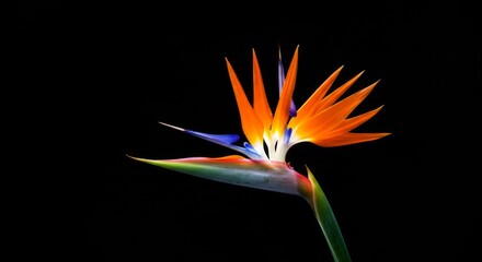 Vibrant Bird of Paradise Flower on Black Background