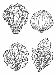 Fresh lettuce line art delicate nature inspired drawing.eps
