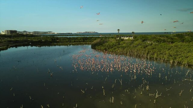 Flamingos phoenicopterus ruber graze in La Caracola Lagoon as their bright pink plumage contrasts with the dense green mangroves rhizophora mangle under Caribbean sky near Porlamar, drone shot