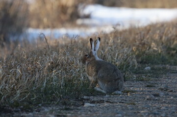 Rabbit on edge of grid road