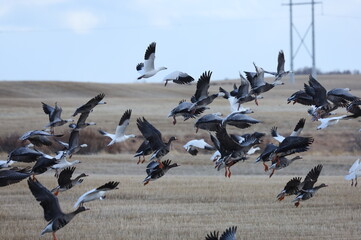 Flock of birds taking off
