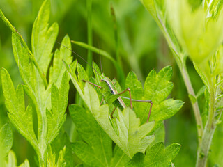 新緑の葉とキリギリス