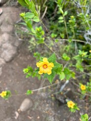Ilima yellow flower in the garden