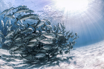 A dense school of trevally fish fills the shallow reef near Lady Elliot Island, Australia.