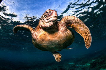 A green sea turtle swims peacefully along the reef at sunset at Lady Elliot Island, Australia.