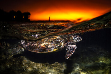 A green sea turtle swims peacefully along the reef at sunset at Lady Elliot Island, Australia.
