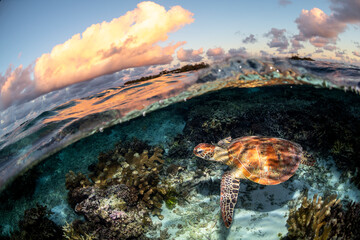 A green sea turtle swims peacefully along the reef at sunset at Lady Elliot Island, Australia.