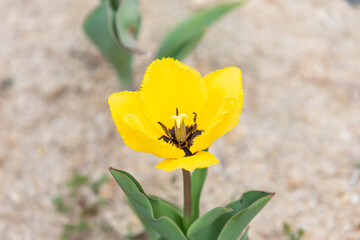 Yellow-petaled fringed tulips are blooming in the park garden.