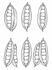 Green cardamom line art hand drawn nature image.eps