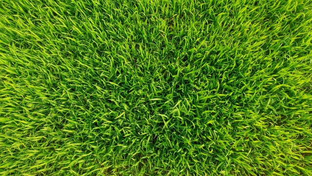 Close up overhead view of fresh vibrant green grass background