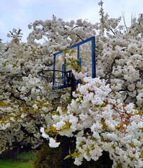 Portable basketball hoop stands between blushing bride cherry branches full of white flowers. Richmond, BC, Canada
