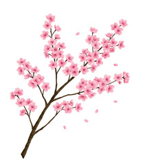 Fototapeta premium sakura branch with pink cherry blossoms, PNG