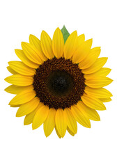 Obraz premium sunflower with bright yellow petals and textured center, on transparent background