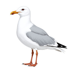 Fototapeta premium Detailed Gull Clipart, isolated on a white background.