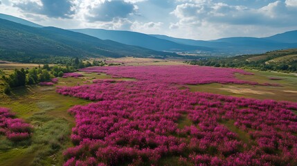 The Rose Valley in Bulgaria, filled with blooming rose fields during the annual Rose Festival