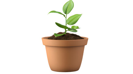Fototapeta premium Young Plants Growing in a Terracotta Pot