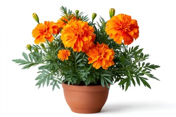Fototapeta premium French marigold blooming in terracotta pot on white background