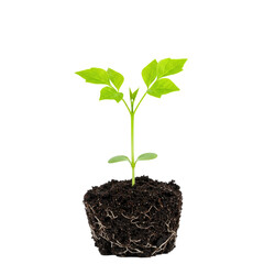 minimalist small plant growing from a tiny patch of soil (PNG)