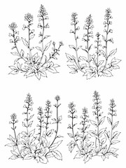 Hummingbird Mint line art in minimalistic style design.eps © Rony