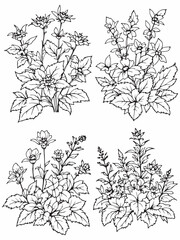 Hummingbird Mint line art with botanical elements simplicity.eps © Rony