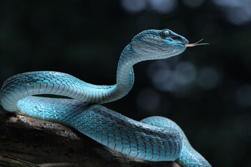 A vibrant blue Blue Insularis viper (Trimeresurus insularis) gracefully coils on a branch. Its red...