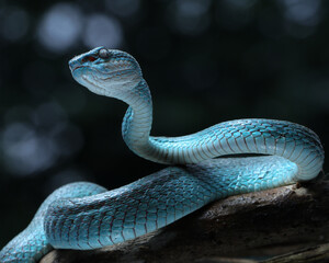 A vibrant blue Blue Insularis viper (Trimeresurus insularis) gracefully coils on a branch. Its red...