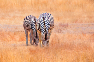 Zebra standing in yellow grass on Safari watching, Africa savannah - Etosha National Park, Namibia